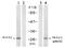 Tyrosine 3-Monooxygenase/Tryptophan 5-Monooxygenase Activation Protein Zeta antibody, GTX79155, GeneTex, Western Blot image 