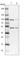B-Box And SPRY Domain Containing antibody, HPA042889, Atlas Antibodies, Western Blot image 