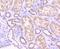 Trans-Golgi Network Protein 2 antibody, A06591, Boster Biological Technology, Immunohistochemistry frozen image 