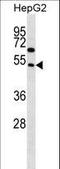 Family With Sequence Similarity 83 Member A antibody, LS-C166033, Lifespan Biosciences, Western Blot image 