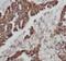 Keratin 6A antibody, FNab02215, FineTest, Immunohistochemistry frozen image 