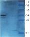 PGE2 antibody, orb191502, Biorbyt, Western Blot image 