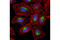 RAB9A, Member RAS Oncogene Family antibody, 5118T, Cell Signaling Technology, Immunofluorescence image 