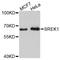 Splicing Regulatory Glutamic Acid And Lysine Rich Protein 1 antibody, A13235, ABclonal Technology, Western Blot image 