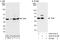 TIA1 Cytotoxic Granule Associated RNA Binding Protein Like 1 antibody, A303-613A, Bethyl Labs, Immunoprecipitation image 