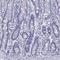 Cytochrome B5 Reductase 2 antibody, HPA061707, Atlas Antibodies, Immunohistochemistry frozen image 