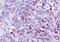 BLT1 antibody, MBS247386, MyBioSource, Immunohistochemistry frozen image 