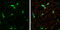 Enolase 2 antibody, GTX133249, GeneTex, Immunocytochemistry image 