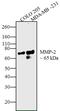 Matrix Metallopeptidase 2 antibody, 436000, Invitrogen Antibodies, Western Blot image 