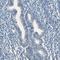 Cytochrome P450 Family 2 Subfamily E Member 1 antibody, HPA009128, Atlas Antibodies, Immunohistochemistry frozen image 