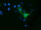 Ornithine Decarboxylase 1 antibody, TA501286, Origene, Immunofluorescence image 