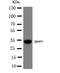 SPARC antibody, LS-C312741, Lifespan Biosciences, Western Blot image 