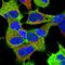 Trio Rho Guanine Nucleotide Exchange Factor antibody, HPA064664, Atlas Antibodies, Immunofluorescence image 