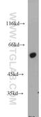 F-Box And WD Repeat Domain Containing 11 antibody, 13149-1-AP, Proteintech Group, Western Blot image 
