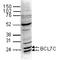 BAF Chromatin Remodeling Complex Subunit BCL7C antibody, TA347083, Origene, Western Blot image 