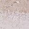 Cholinergic Receptor Nicotinic Alpha 5 Subunit antibody, HPA054381, Atlas Antibodies, Immunohistochemistry frozen image 