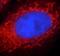 Peroxisome proliferator-activated receptor gamma antibody, FNab06660, FineTest, Immunofluorescence image 