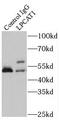 Lysophosphatidylcholine Acyltransferase 1 antibody, FNab04825, FineTest, Immunoprecipitation image 
