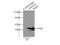 Annexin A2 antibody, 11256-1-AP, Proteintech Group, Immunoprecipitation image 