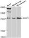 Ccn5 antibody, LS-C349158, Lifespan Biosciences, Western Blot image 