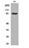 Src substrate protein p85 antibody, orb159724, Biorbyt, Western Blot image 