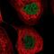 Nudix Hydrolase 2 antibody, NBP2-55236, Novus Biologicals, Immunofluorescence image 