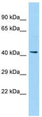 Pentatricopeptide Repeat Domain 2 antibody, TA331734, Origene, Western Blot image 