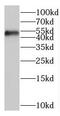 Basic leucine zipper and W2 domain-containing protein 1 antibody, FNab00995, FineTest, Western Blot image 