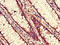 Nuclear pore complex protein Nup85 antibody, CSB-PA874821LA01HU, Cusabio, Immunohistochemistry frozen image 