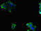 Sodium/hydrogen exchanger 6 antibody, LS-C676520, Lifespan Biosciences, Immunofluorescence image 