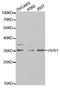 HUS1 Checkpoint Clamp Component antibody, orb167321, Biorbyt, Western Blot image 