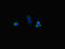 Perilipin 5 antibody, orb45189, Biorbyt, Immunofluorescence image 