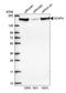 SR-Related CTD Associated Factor 4 antibody, HPA018319, Atlas Antibodies, Western Blot image 