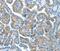 Component Of Oligomeric Golgi Complex 1 antibody, PA5-50640, Invitrogen Antibodies, Immunohistochemistry paraffin image 