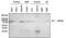 Mouse IgG antibody, 31446, Invitrogen Antibodies, Western Blot image 