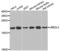 UBE2L3 antibody, abx003086, Abbexa, Western Blot image 