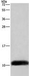 Cytochrome c oxidase subunit 6B2 antibody, PA5-50213, Invitrogen Antibodies, Western Blot image 