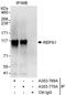 RalBP1-associated Eps domain-containing protein 1 antibody, A303-770A, Bethyl Labs, Immunoprecipitation image 