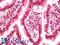 SF3b155 antibody, LS-B11426, Lifespan Biosciences, Immunohistochemistry frozen image 