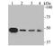 Secreted frizzled-related protein 4 antibody, NBP2-76870, Novus Biologicals, Western Blot image 