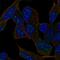 Phosphoinositide-binding protein PIP3-E antibody, HPA028710, Atlas Antibodies, Immunofluorescence image 