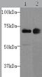 Prostaglandin G/H synthase 1 antibody, TA321245, Origene, Western Blot image 