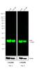 Mouse IgG (H+L) antibody, SA5-35521, Invitrogen Antibodies, Western Blot image 
