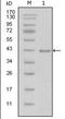 Laminin subunit beta-1 antibody, orb89396, Biorbyt, Western Blot image 