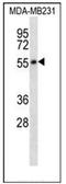 5-Hydroxytryptamine Receptor 7 antibody, AP52131PU-N, Origene, Western Blot image 