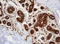 SERPINE1 MRNA Binding Protein 1 antibody, LS-C175446, Lifespan Biosciences, Immunohistochemistry paraffin image 