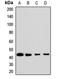 Aminomethyltransferase antibody, orb412924, Biorbyt, Western Blot image 