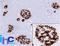 Insulin antibody, AM33363PU-S, Origene, Immunohistochemistry paraffin image 