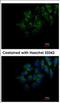 FAM20C Golgi Associated Secretory Pathway Kinase antibody, NBP2-16415, Novus Biologicals, Immunofluorescence image 