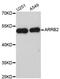 ARRB2 antibody, MBS126726, MyBioSource, Western Blot image 